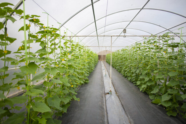 Foodtech